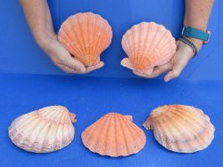 Buy this 5 piece lot of 5-6 inch Orange Lion Paw shells for $28/lot