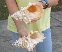 Two piece 7" Frog Shells