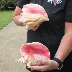 Two Piece Pink Conchs 7" 