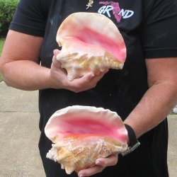 Two Piece Pink Conchs 7" 