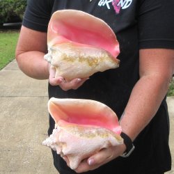 Two Piece Pink Conchs 7" & 7-1/2"
