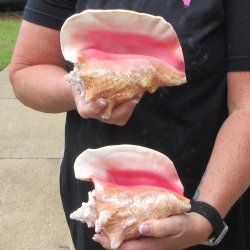 Two Piece Pink Conchs 6-1/2" & 7"