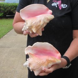 Two Piece Pink Conchs 7" & 7-1/2"