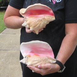 Two Piece Pink Conchs 7" & 7-1/2"