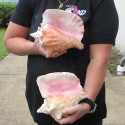 Two Piece Pink Conchs 8" & 8-1/2"