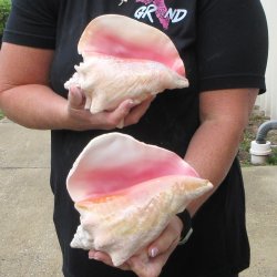 Two Piece Pink Conchs 8" & 8-1/2"