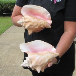 Two Piece Pink Conchs 8" & 8-1/2"