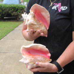 Two Piece Pink Conchs 7"