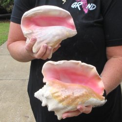 Two piece 7" & 8" B-Grade Pink Conchs