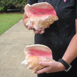 Two Piece Pink Conchs 6-3/4" & 7"