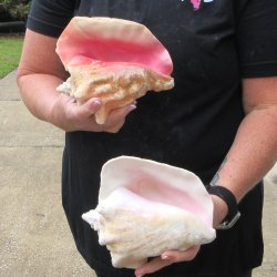 Two Piece Pink Conchs 7"