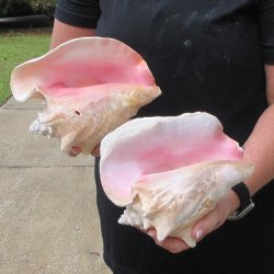 Two piece 7-1/2" & 8" B-Grade Pink Conchs