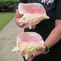 Two Piece Pink Conchs 8" 