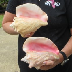 Two Piece Pink Conchs 8" & 8-1/2"