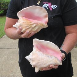 Two Piece Pink Conchs 8" 