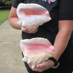 Two piece 7-1/2" & 8" B-Grade Pink Conchs