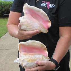 Two piece 7-1/2" & 8" B-Grade Pink Conchs