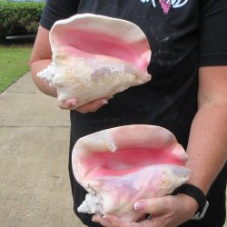 Two piece 7-1/2" & 8" B-Grade Pink Conchs