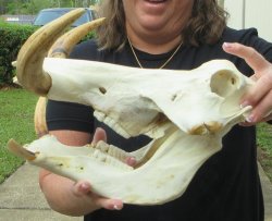 Slight B-Grade 14" African Warthog Skull with 9" Ivory Tusks 