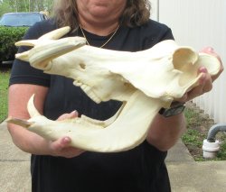Slight B-Grade 14" African Warthog Skull with 9" Ivory Tusks 