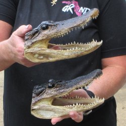 Two 7" to  8" Alligator Heads