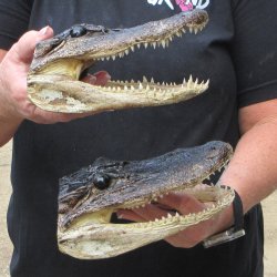 Two 7" to  8" Alligator Heads