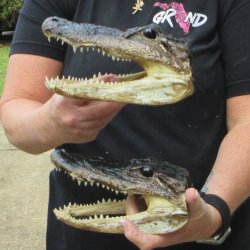 Two 7" to  8" Alligator Heads