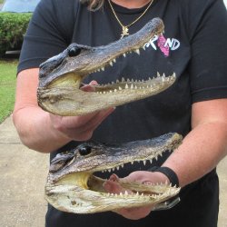 Two 7" to  8" Alligator Heads
