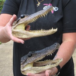 Two 7" to  8" Alligator Heads