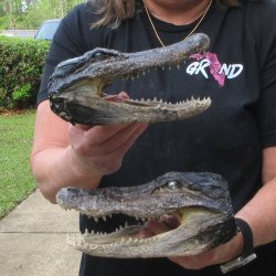 Two B-Grade  7-3/4" to 8-3/4" Alligator Heads