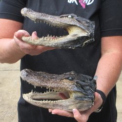 Two B-Grade  8" to 8-1/2" Alligator Heads
