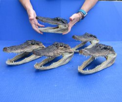 Five piece  Alligator Heads 8" to 9"