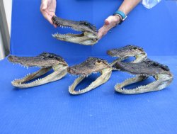 Five piece  Alligator Heads 8" to 9"