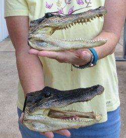 Two piece  Alligator Heads 8" to 9"