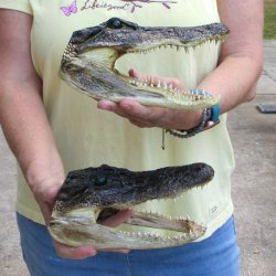 Two piece  Alligator Heads 8" to 9"
