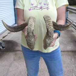 27" Matching Pair Ram Sheep Horns