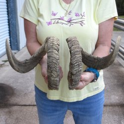 30" Matching Pair Ram Sheep Horns