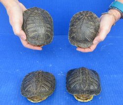 4 piece Red Eared Slider Turtle Shells - 4" to 4-7/8"