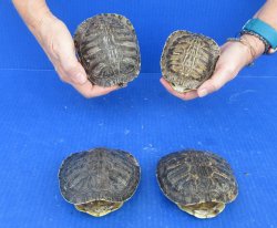4 piece Red Eared Slider Turtle Shells - 4" to 4-7/8"