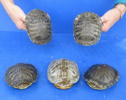 5 piece Red Eared Slider Turtle Shells - 5" to 6"