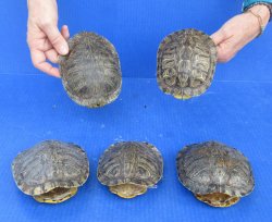 5 piece Red Eared Slider Turtle Shells - 5" to 6"
