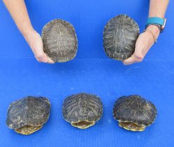 5 piece Red Eared Slider Turtle Shells - 5" to 6"