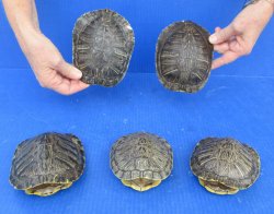 5 piece Red Eared Slider Turtle Shells - 5" to 6"