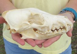 7-3/4 x 3-3/4" Coyote Skull - for $37