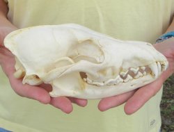 7-3/4 x 3-3/4" Coyote Skull - for $37
