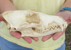 7-3/4 x 4" Coyote Skull - for $37