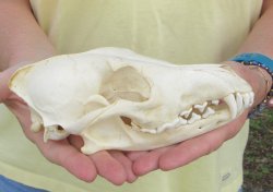 7-3/4 x 3-3/4" Coyote Skull - for $37
