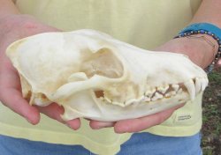 7-1/2 x 3-1/2" Coyote Skull - for $37