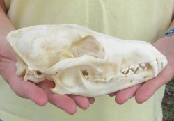 7-1/2 x 3-1/2" Coyote Skull - for $37