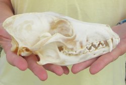 7-1/4 x 3-1/2" Coyote Skull - for $37